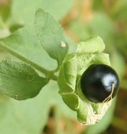   Fruit:   Cucubalus baccifer ; Photo by Ans Gorter, gbif.org
